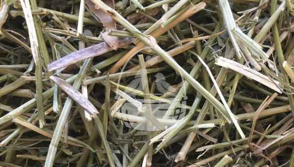 Nestmaterial Sisal Fibre 36PS Nestmaterial für Agaporniden 250g
