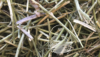Nestmaterial Sisal Fibre 36PS Nestmaterial für Agaporniden 250g