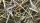 Nestmaterial Sisal Fibre 36PS Nestmaterial für Agaporniden 250g