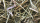 Nestmaterial Sisal Fibre 36PS Nestmaterial für Agaporniden 250g