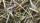 Nestmaterial Sisal Fibre 36PS Nestmaterial für Agaporniden 250g