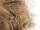 Nestmaterial Sisal Fibre 37MPS Nestmaterial für Agaporniden 250g