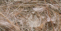 Nestmaterial Sisal Fibre 12AV Mixed Animal-Vegatable 500g