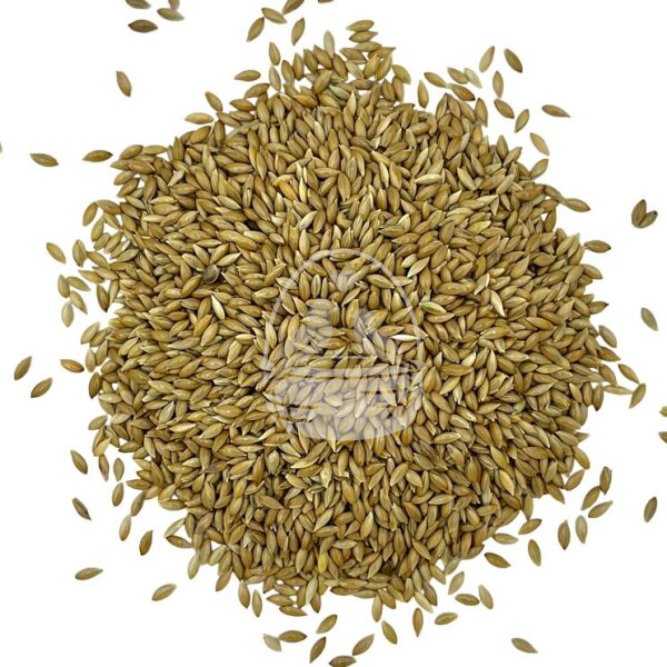 Manitoba Glanzsaat (kanadische Kanariensaat) 20kg