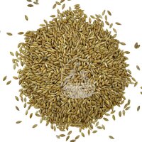 Manitoba Glanzsaat (kanadische Kanariensaat) 20kg
