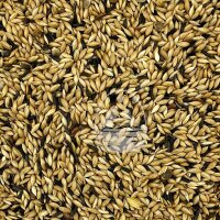 Manitoba Kanarienfutter T3 Mischung 1kg (lose gepackt)